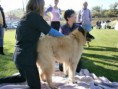 /album/smaragd-agility-kupa/p9220137-2-jpg/